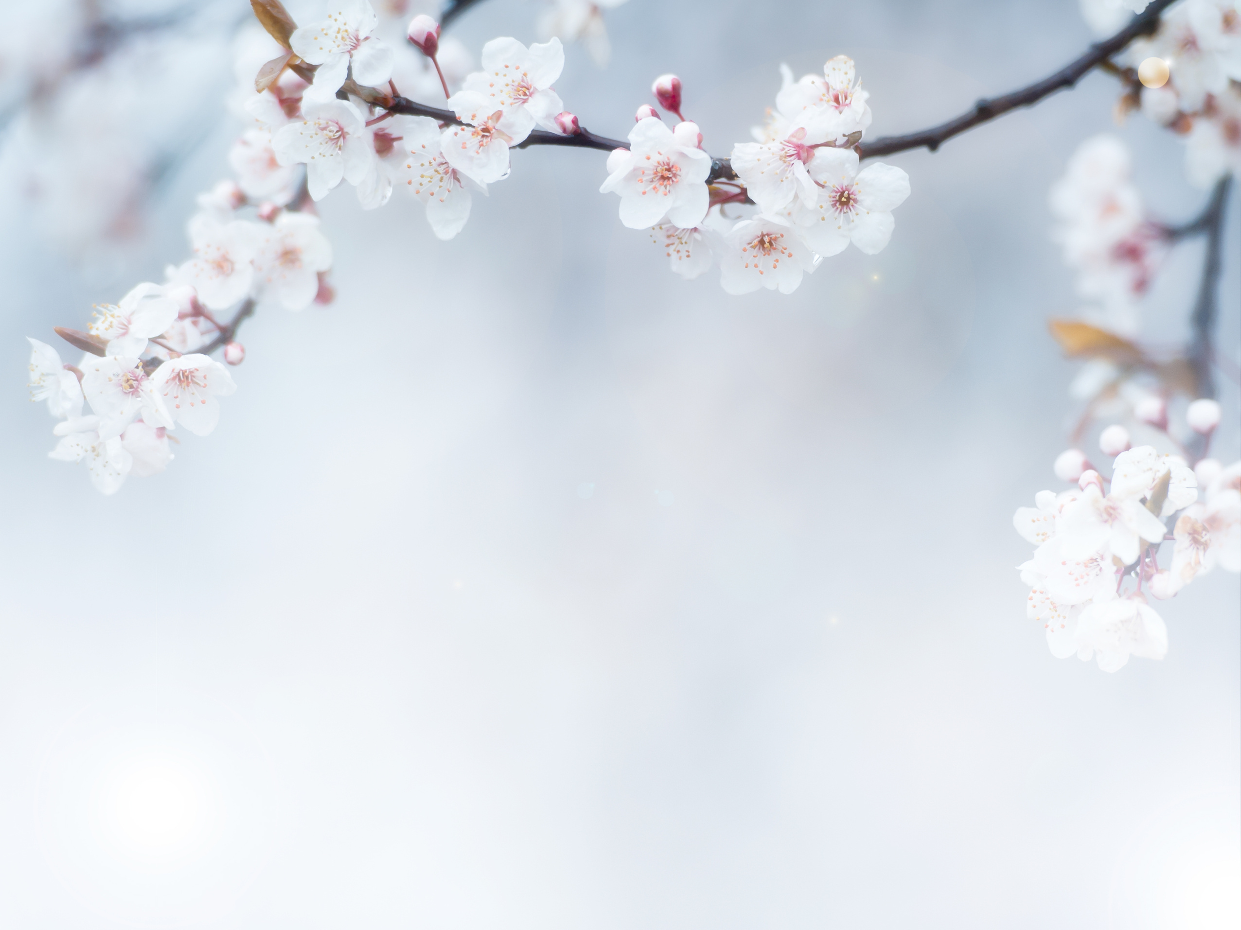 white flowers