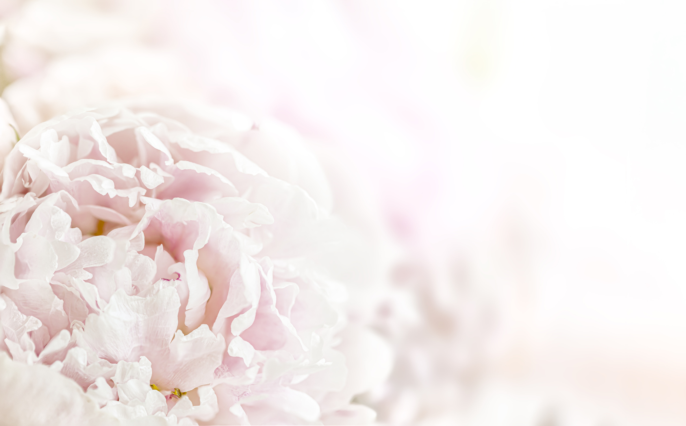 Floral background