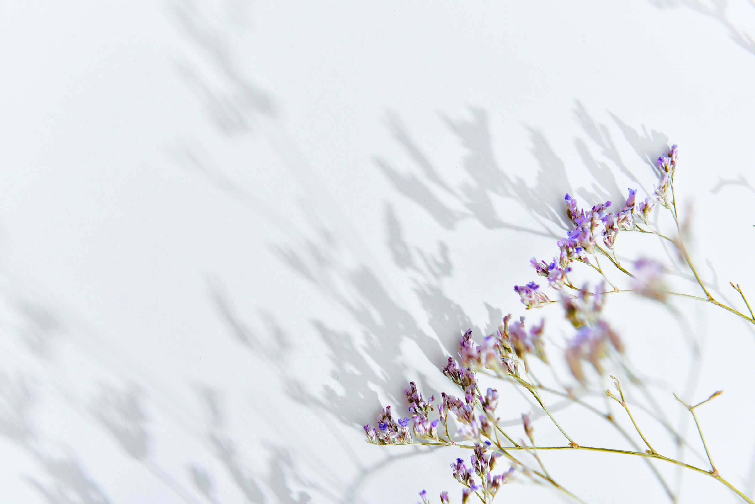 Purple Flowers on White Background